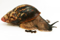 Archachatina marginata ssp Cameroon 5 adult